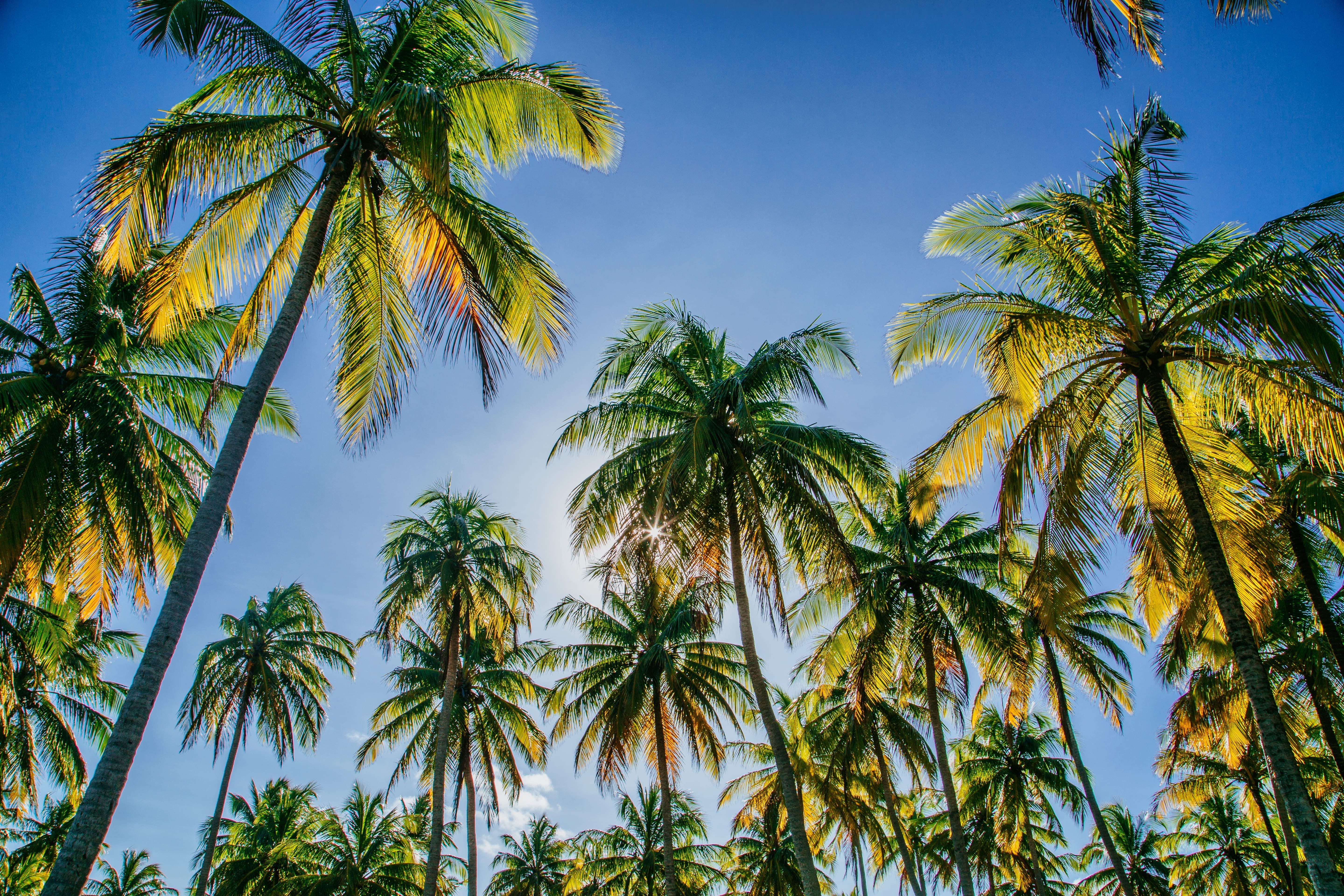 featured image for story, El fenómeno de Coconut Grove: Alta plusvalía en un mercado de oferta limitada